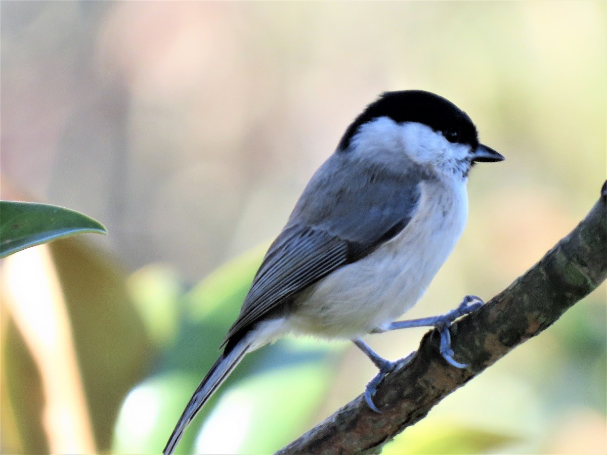 Marsh Tit - ML81494071