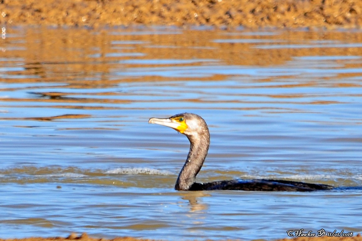 Great Cormorant - ML81494481