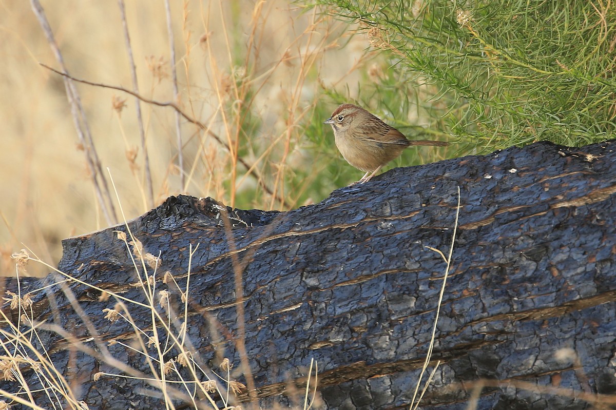 Rufous-crowned Sparrow - ML81495591