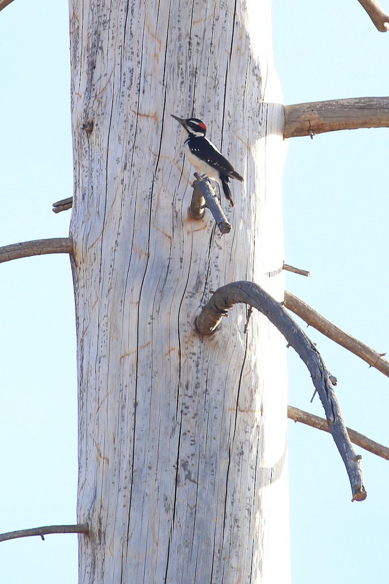 Hairy Woodpecker (Rocky Mts.) - ML81495681