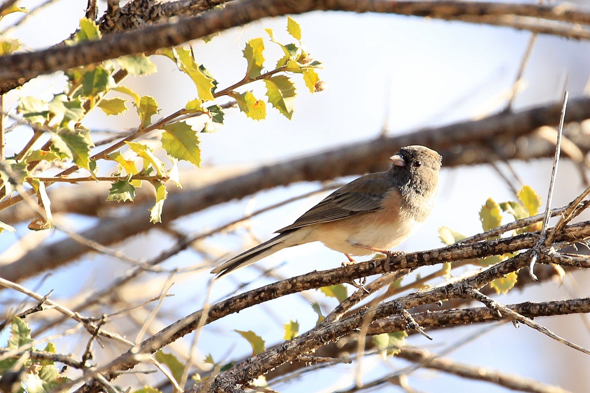 Dark-eyed Junco (Oregon) - ML81495801