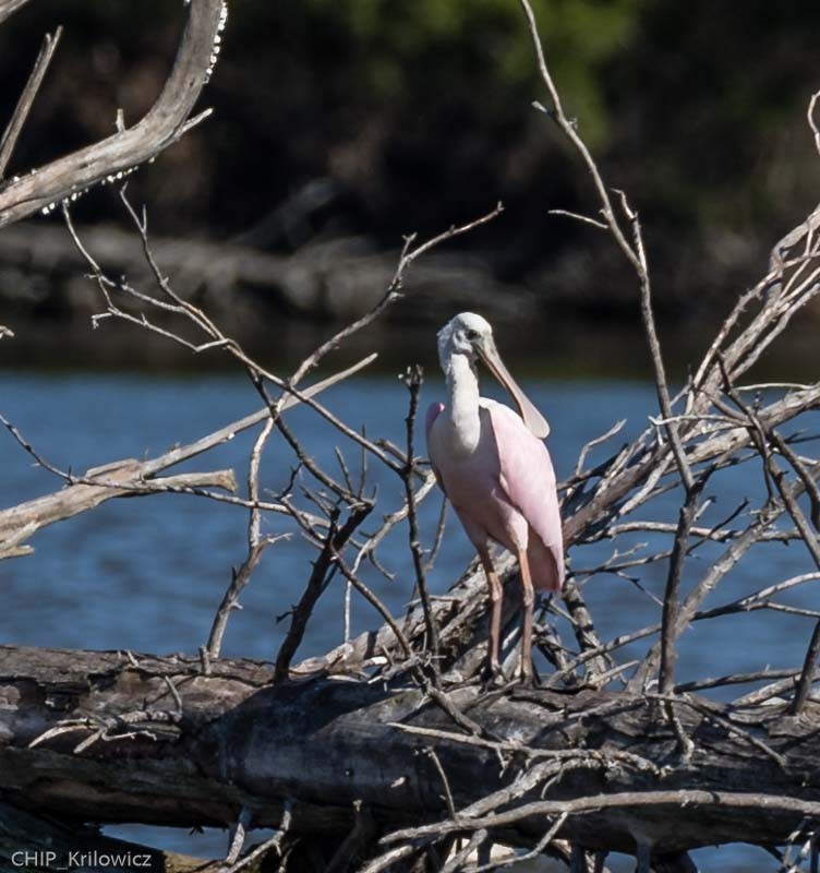 Roseate Spoonbill - Chip Krilowicz