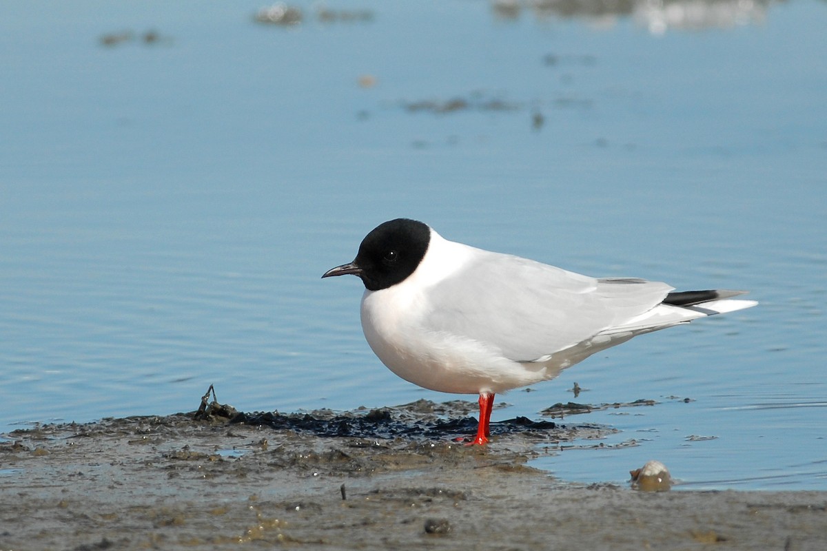 Little Gull - Cameron Eckert