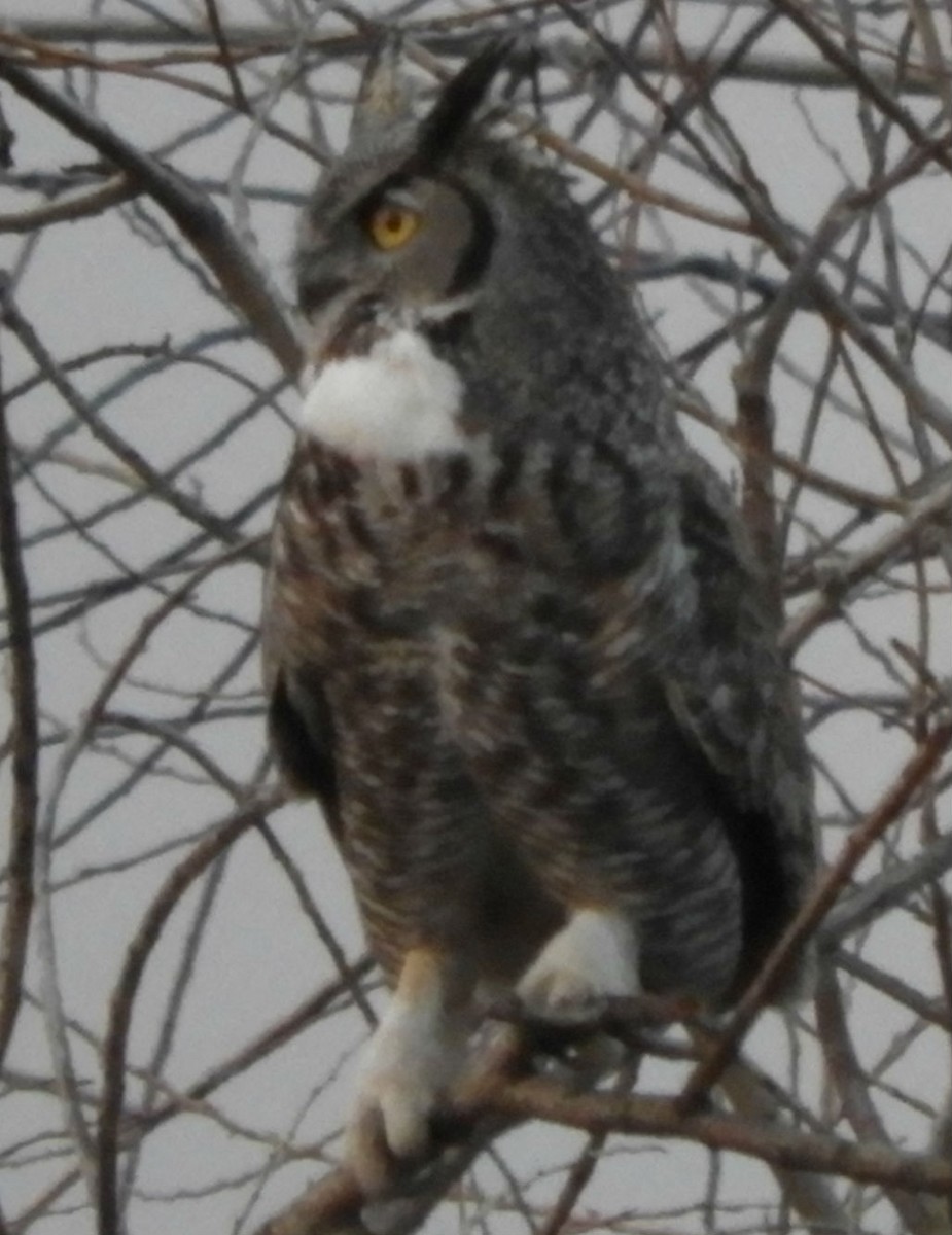Great Horned Owl - ML81499491