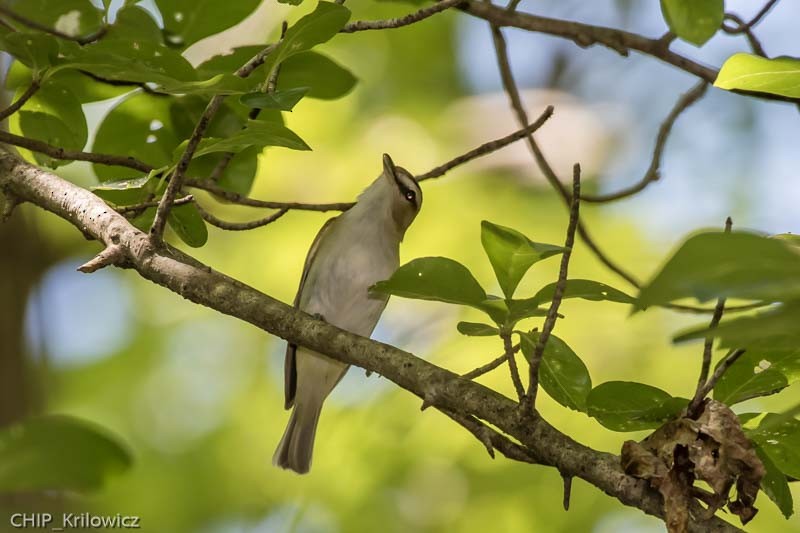 Red-eyed Vireo - ML81499831