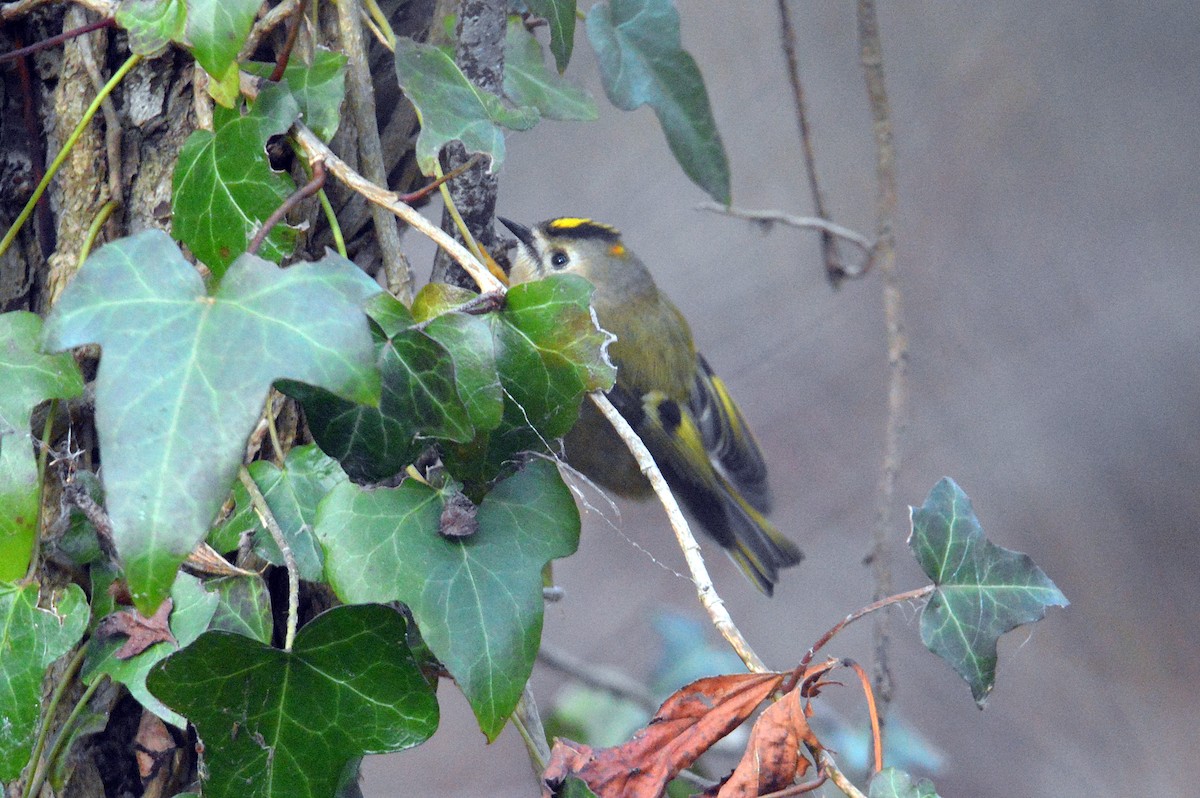 Goldcrest - James Taylor