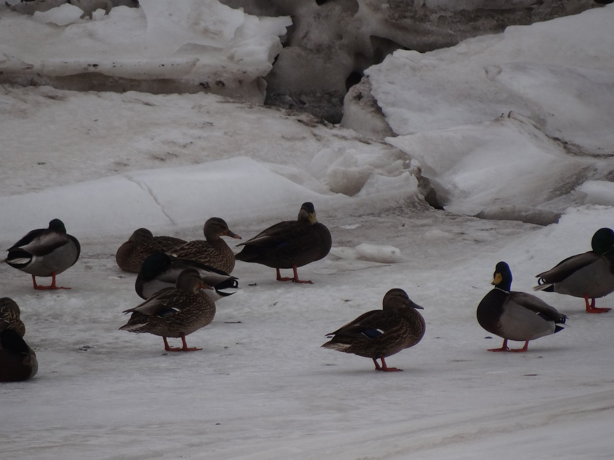 American Black Duck - ML81500491