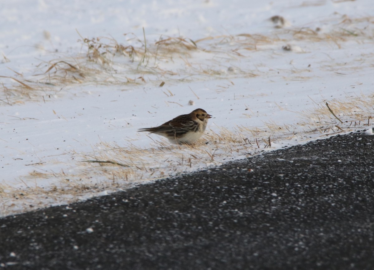 Lapland Longspur - Suzanne Fortin