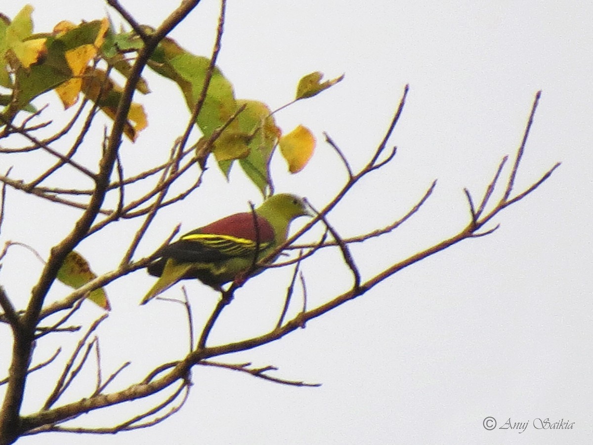 Ashy-headed Green-Pigeon - Anuj Saikia