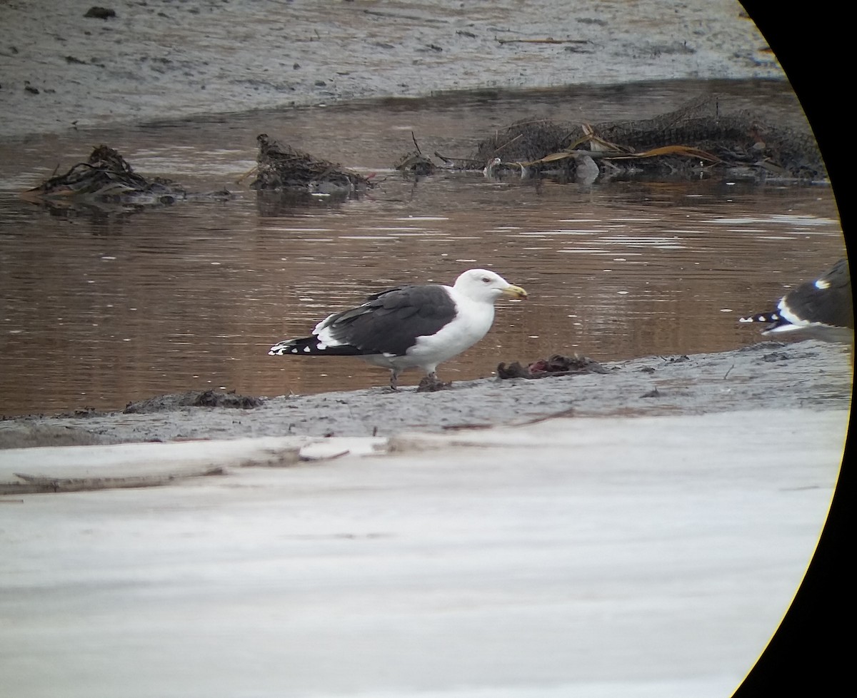 Great Black-backed Gull - ML81501891