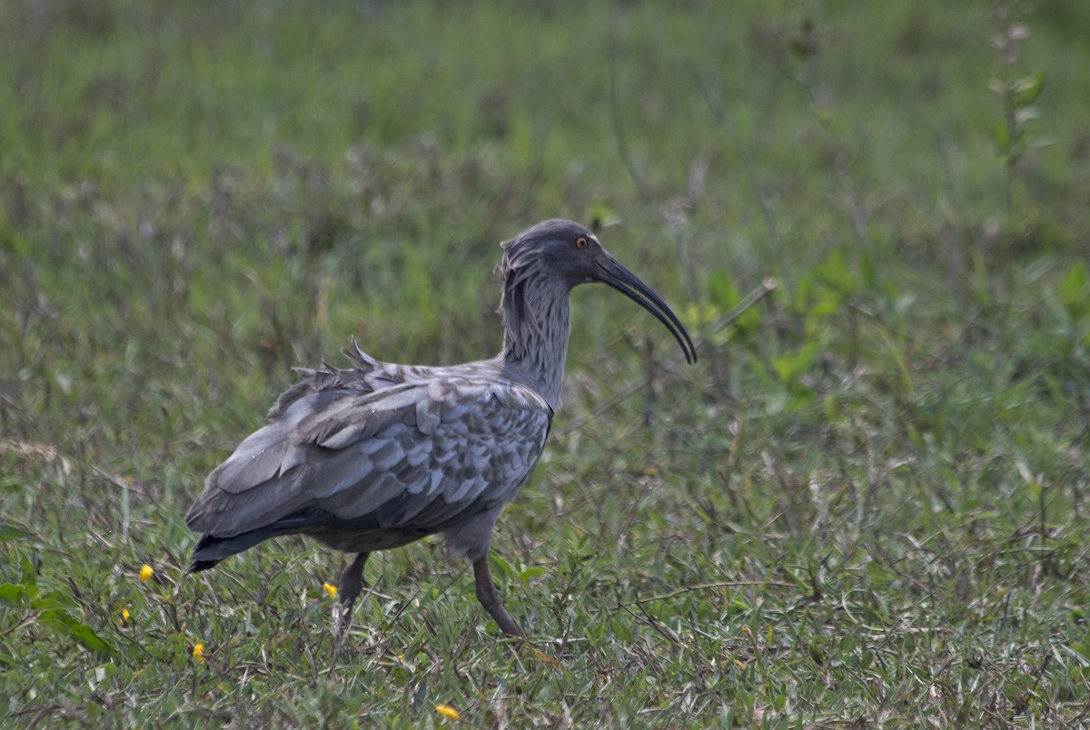 ibis běločelý - ML81502291