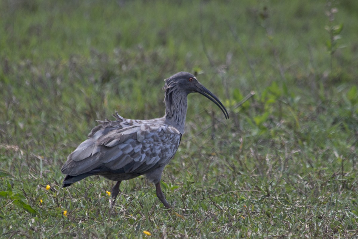 Plumbeous Ibis - ML81502291