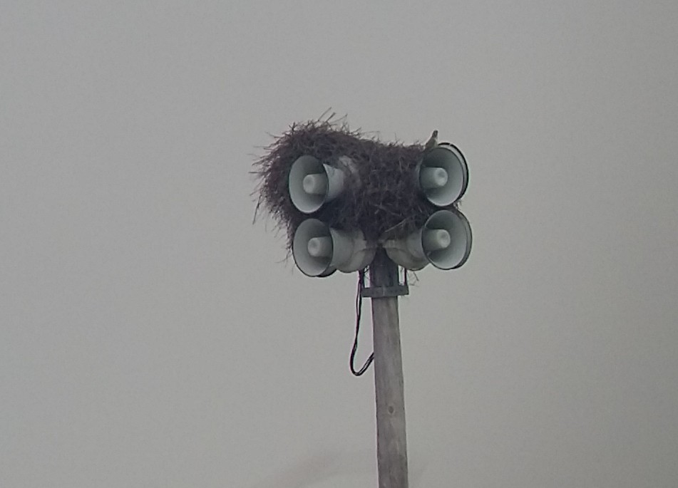 Monk Parakeet - ML81502351