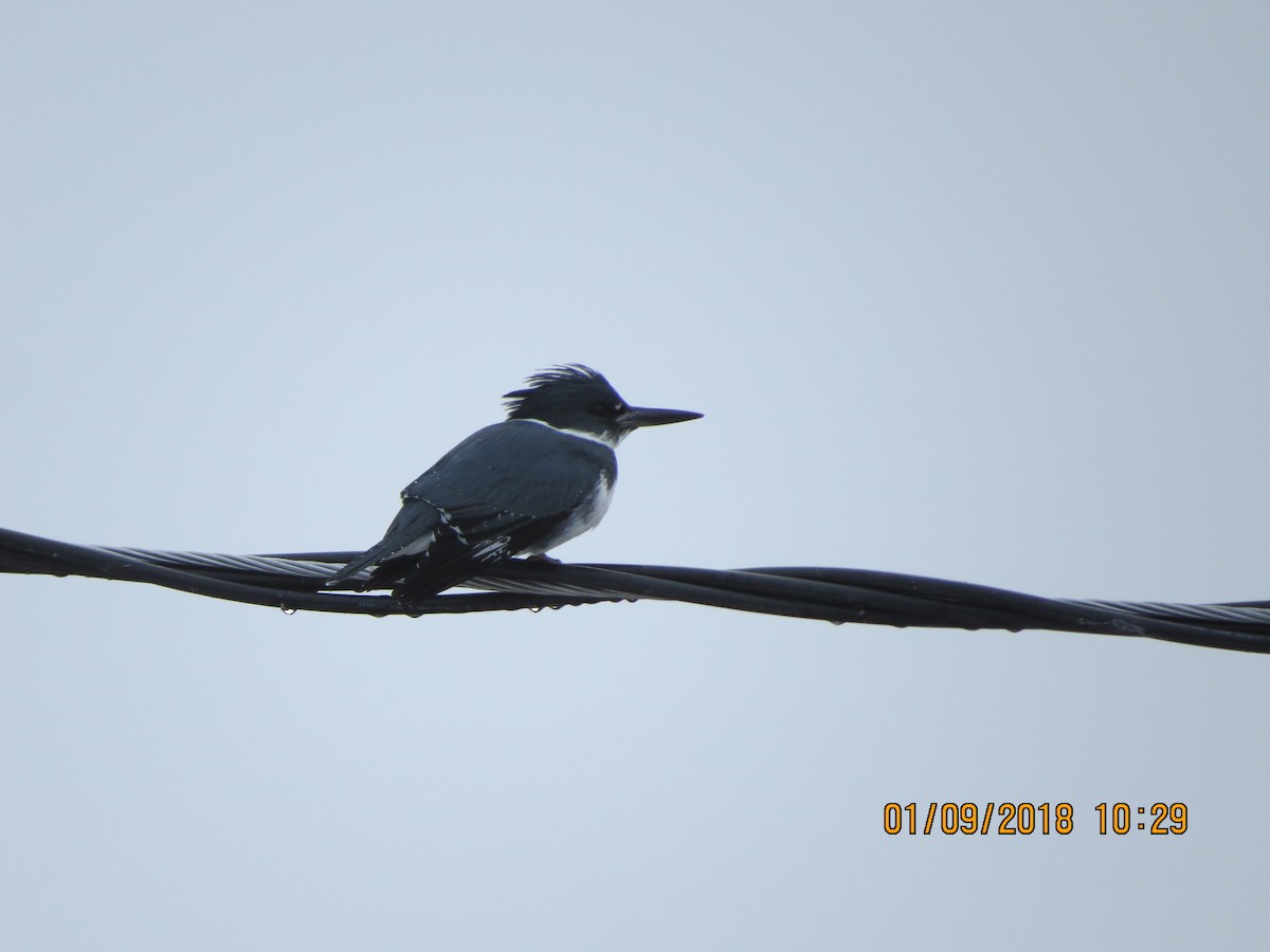Belted Kingfisher - ML81504301