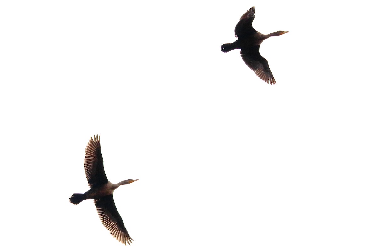 Double-crested Cormorant - ML81505881