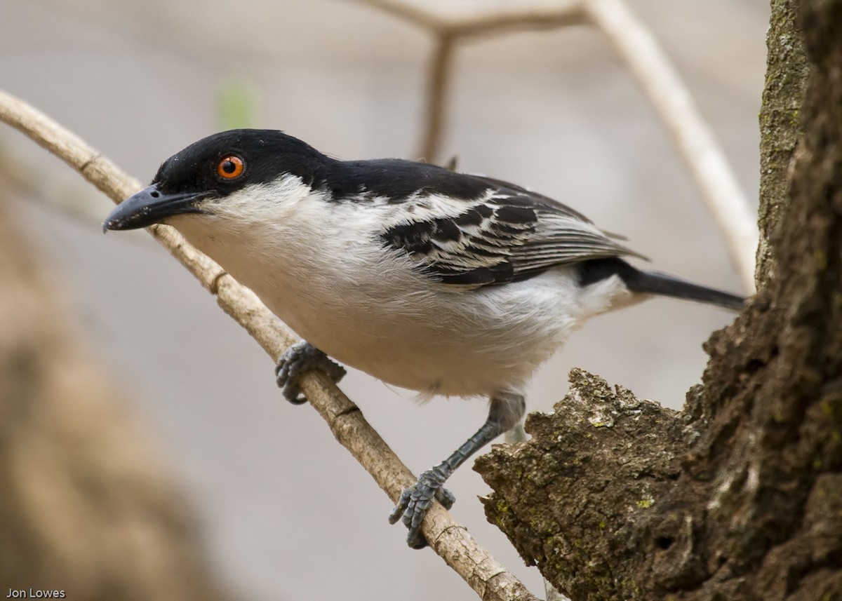 Black-backed Puffback - Jon Lowes