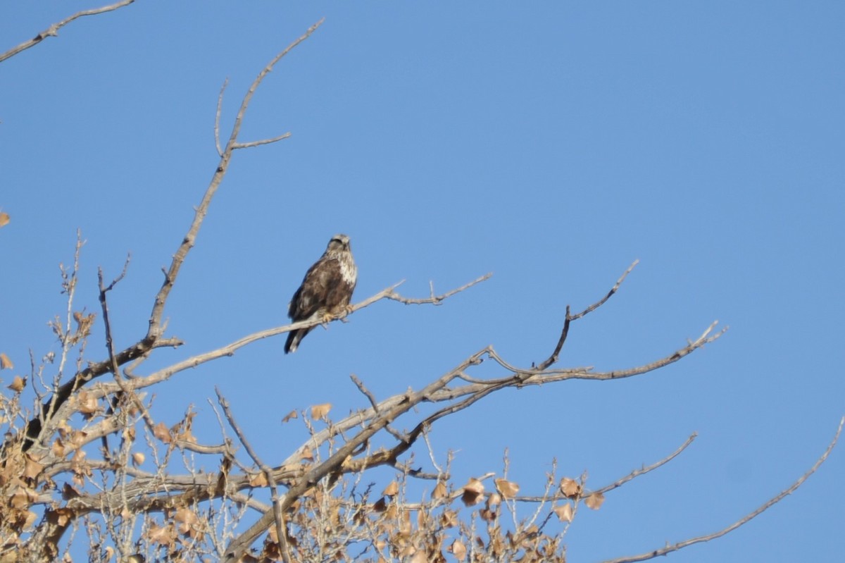 Rough-legged Hawk - Martina Nordstrand