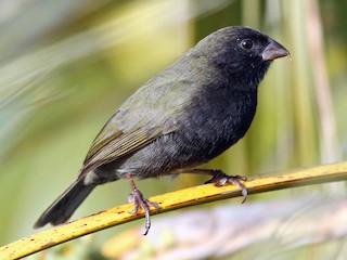 episcepsis melanota Black-faced Brushfinch - Atlapetes melanolaemus Melanolestes - Wikipedia