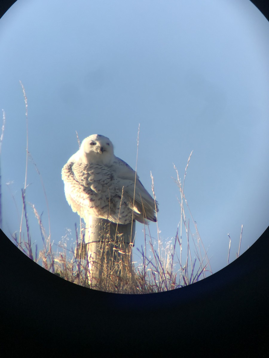 Snowy Owl - Weston Petty