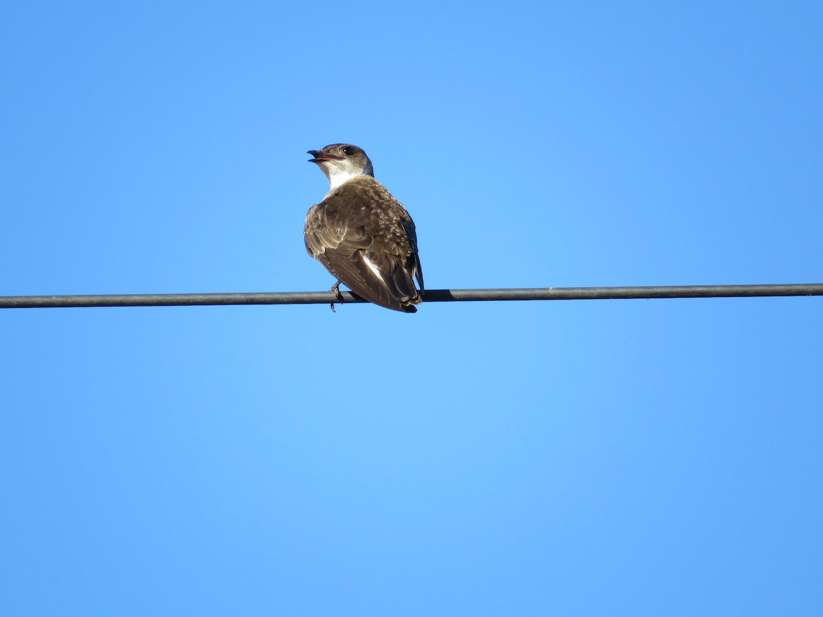 Gray-breasted Martin - ML81510691