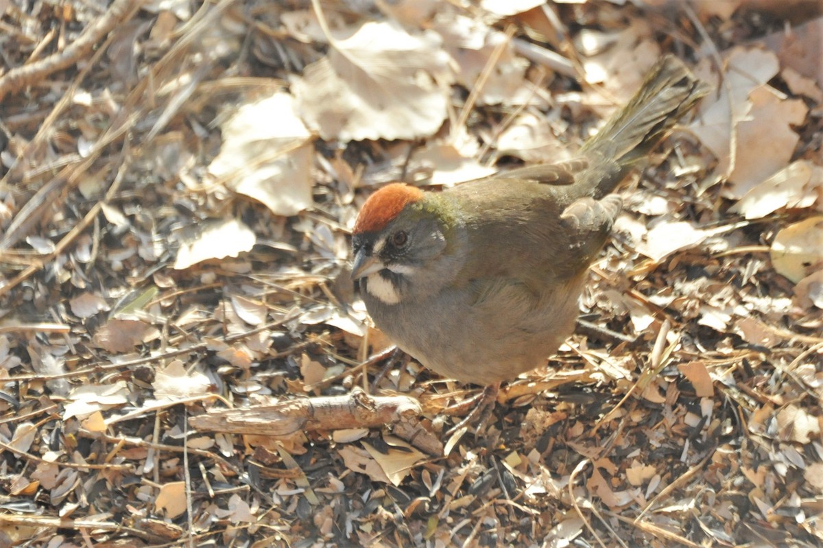 Green-tailed Towhee - ML81513521