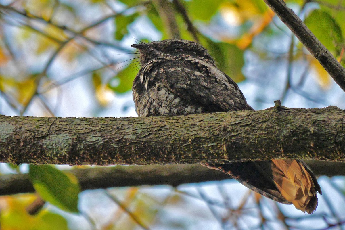 Cuban Nightjar - ML81514041