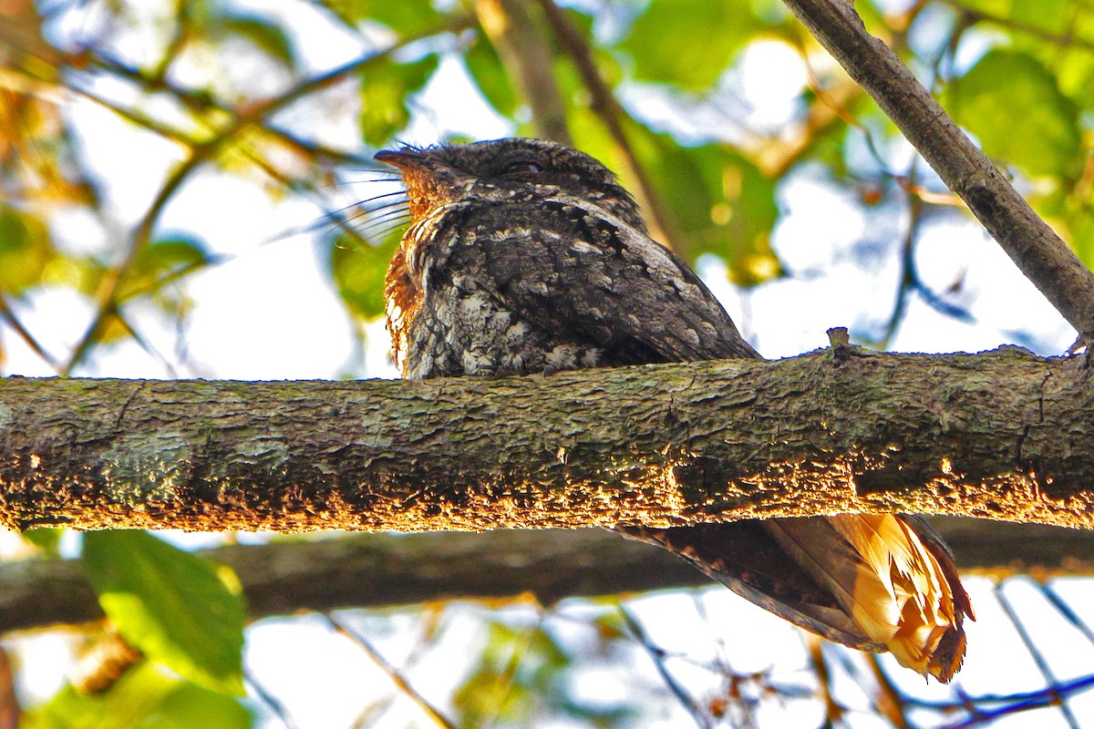 Cuban Nightjar - ML81514051