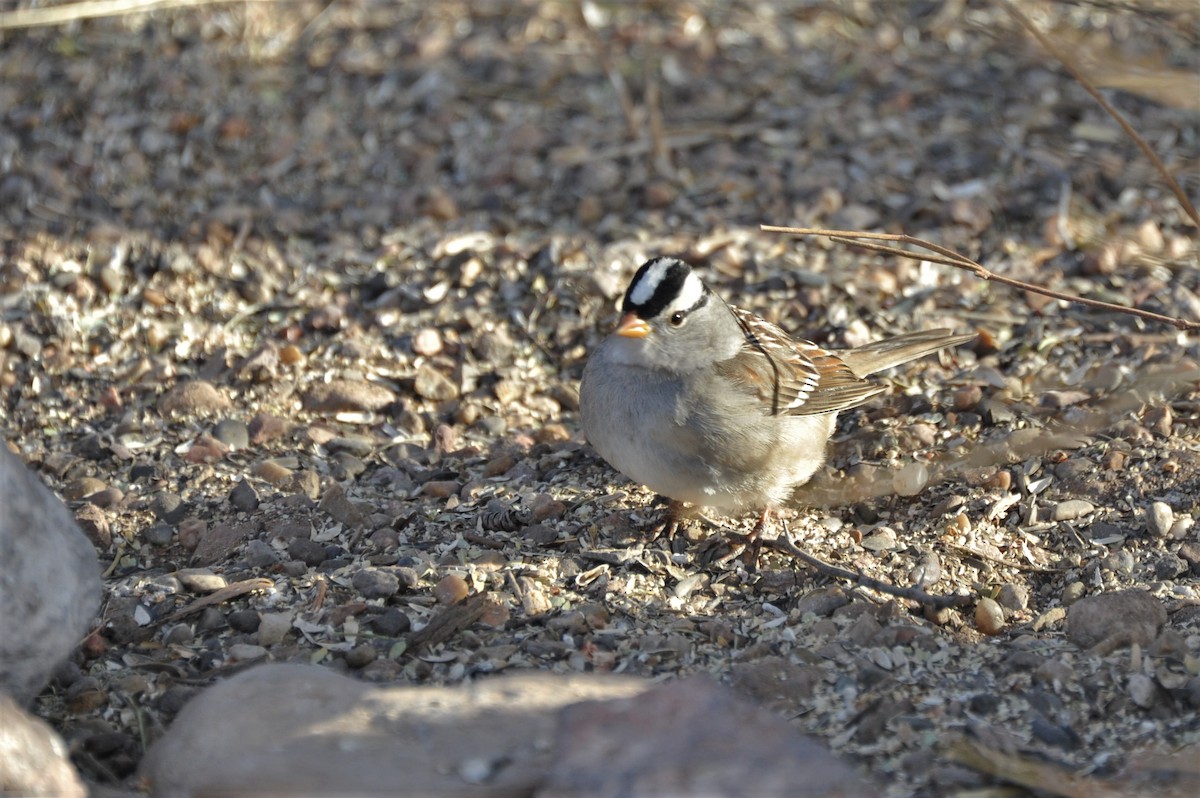 White-crowned Sparrow (Gambel's) - ML81514151
