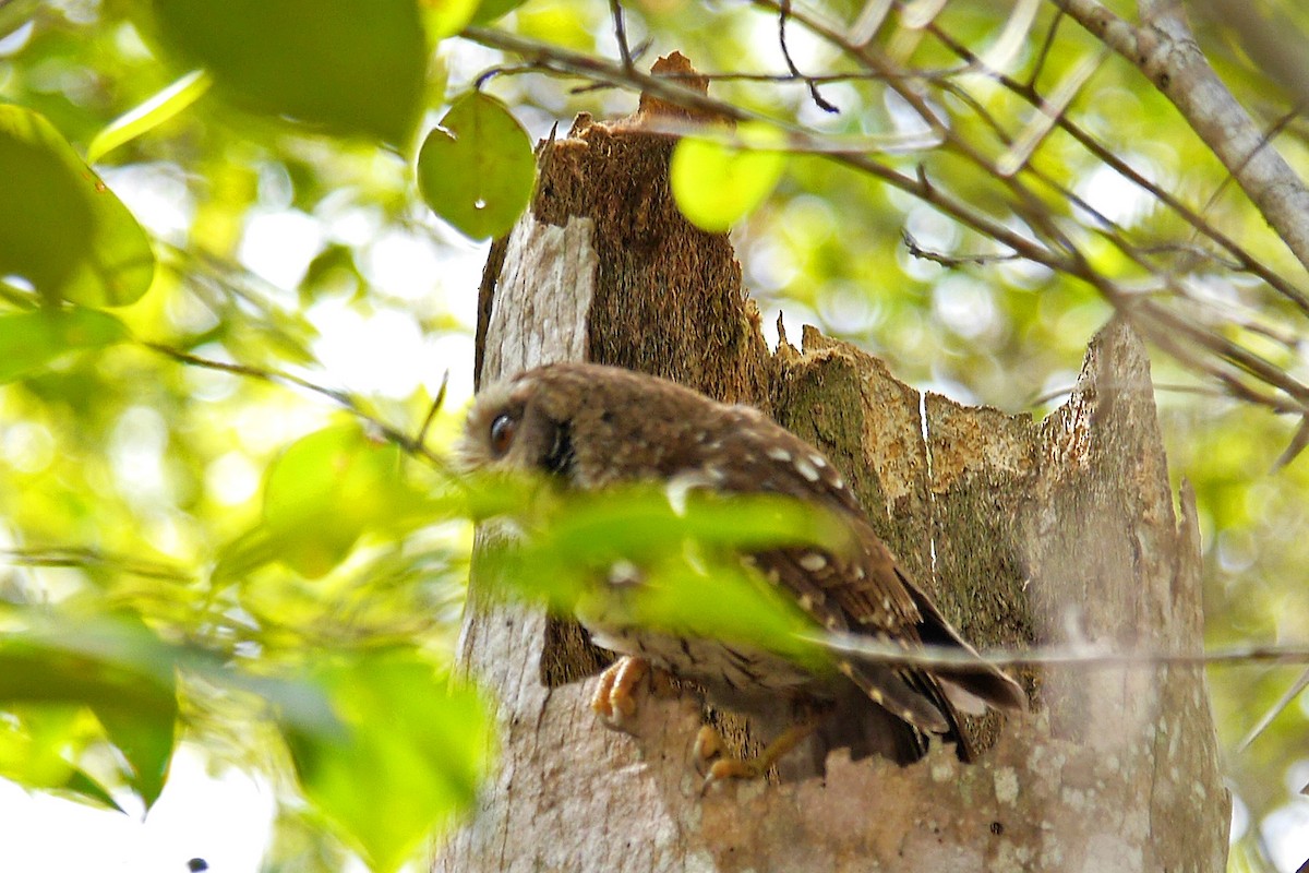 Bare-legged Owl - ML81514971