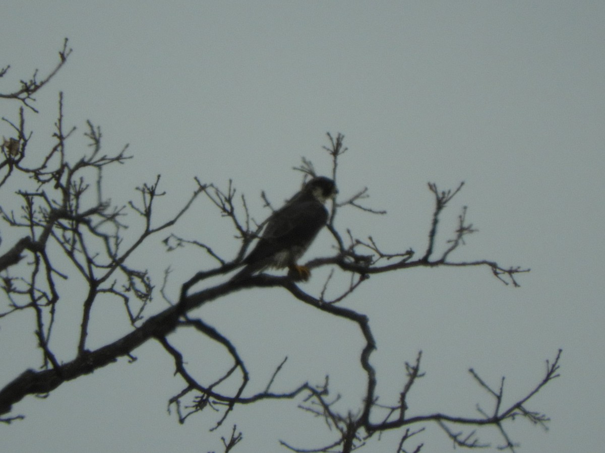 Эгэл шонхор - ML81515711