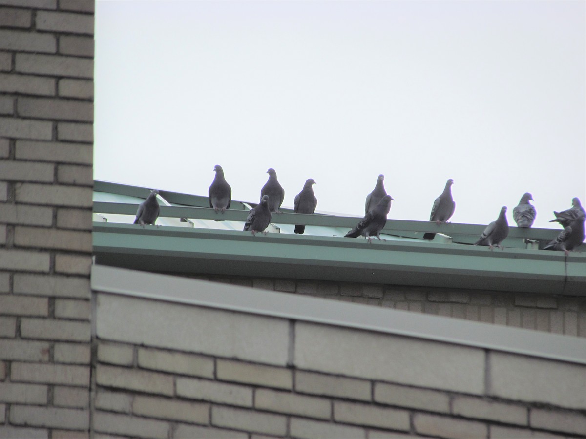 Rock Pigeon (Feral Pigeon) - ML81517401