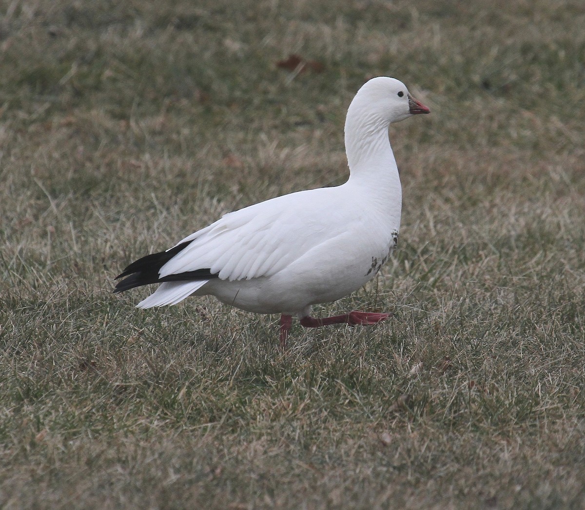 Ross's Goose - Bob Stymeist