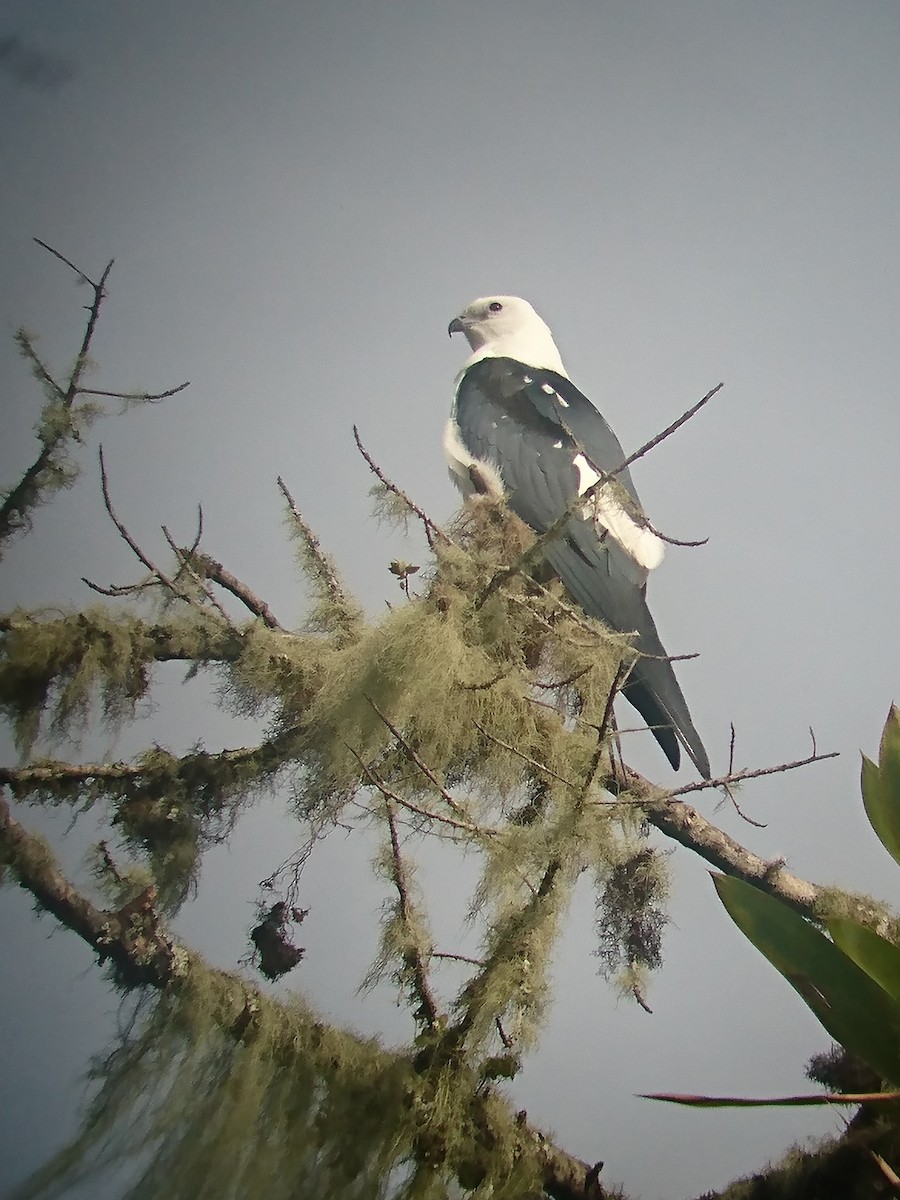 Swallow-tailed Kite - ML81519681