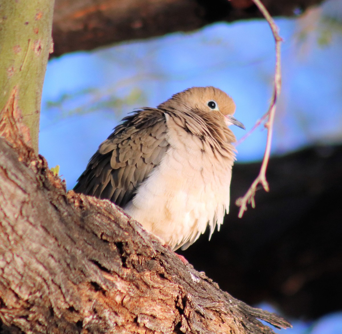 Mourning Dove - ML81519691