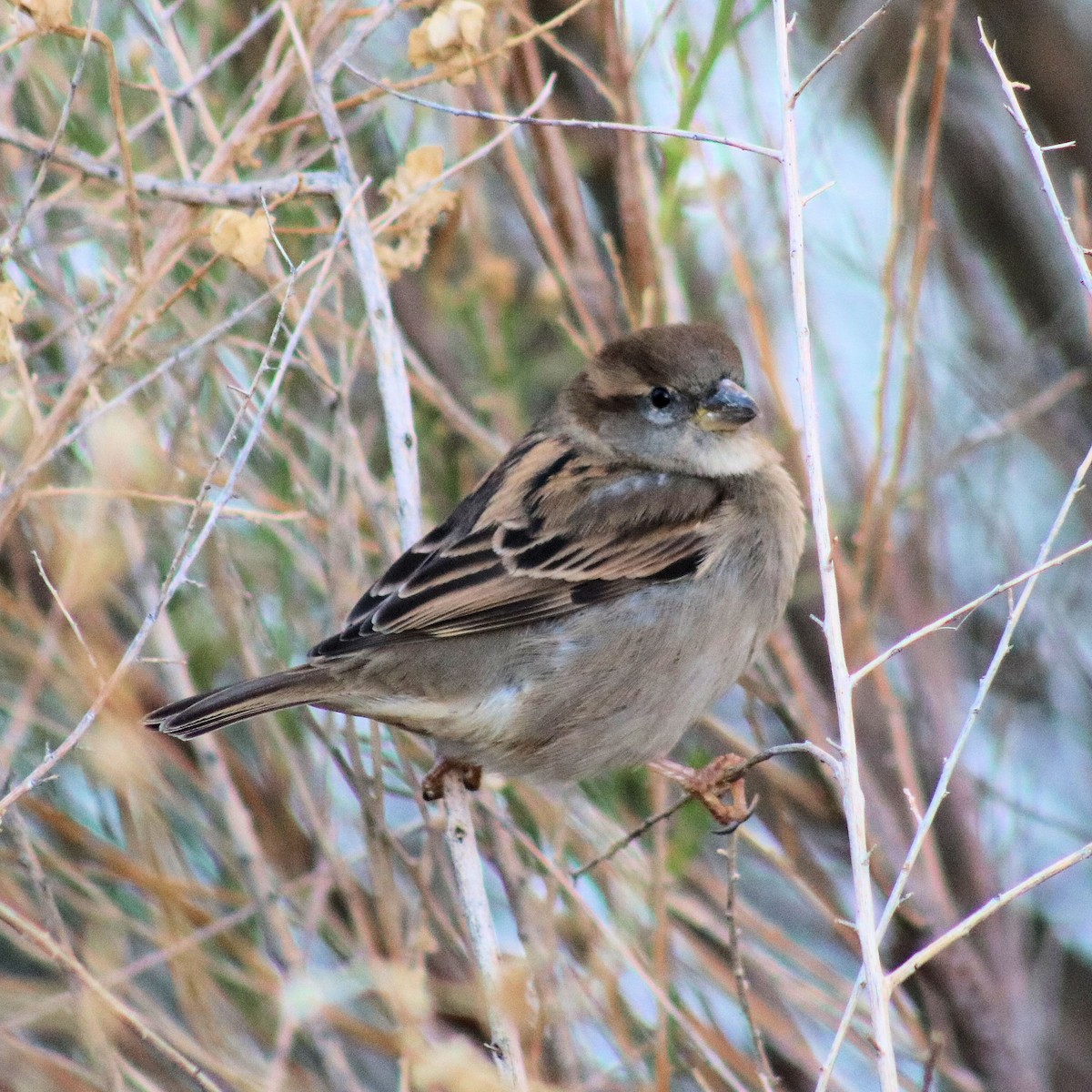 House Sparrow - ML81520241