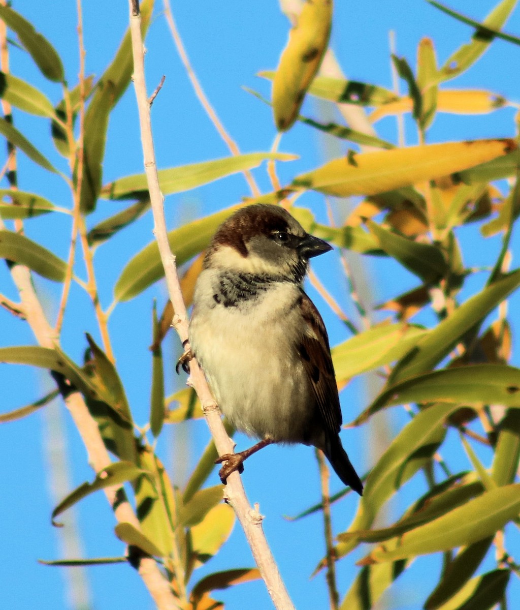 House Sparrow - ML81520281