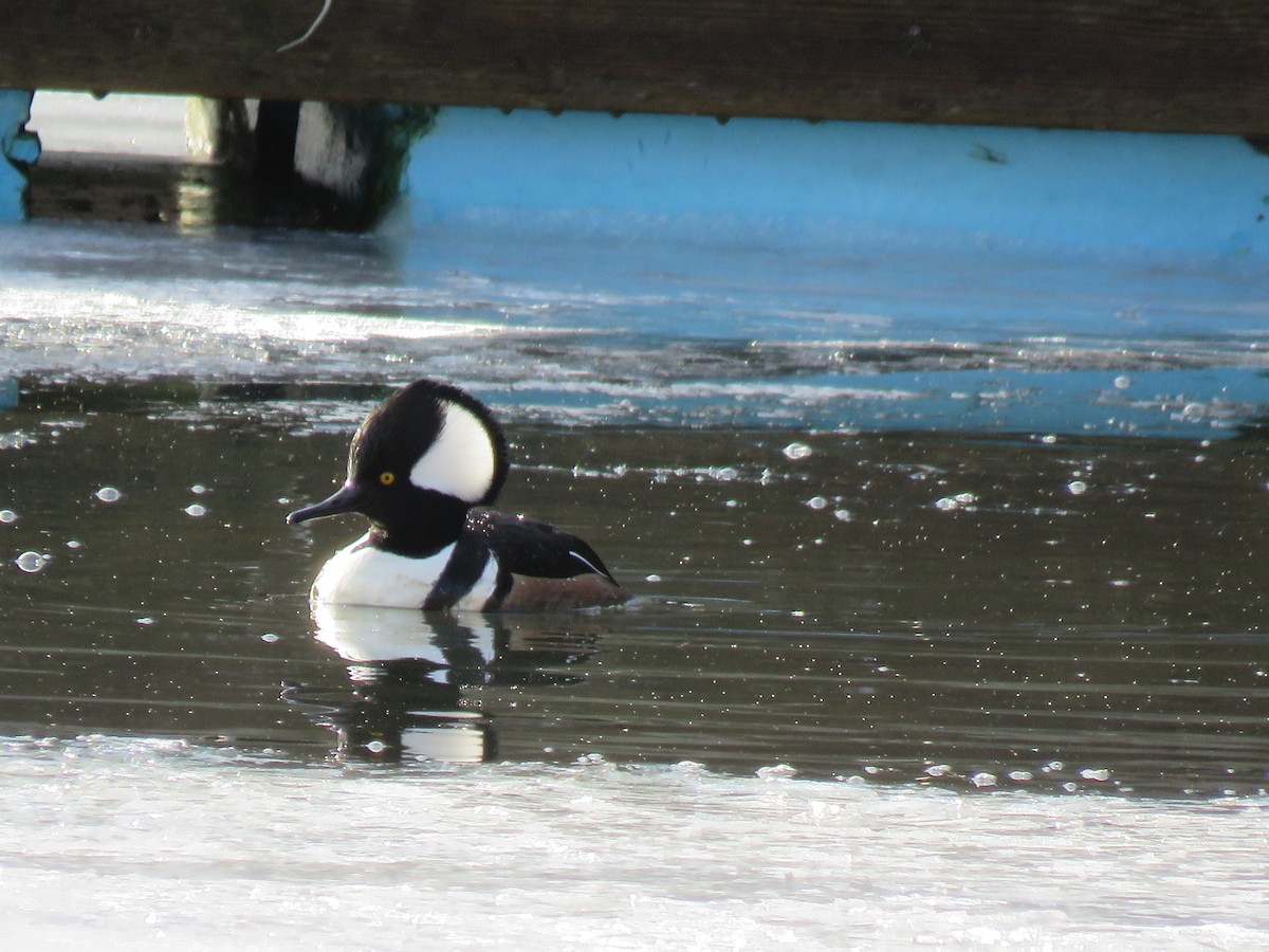 Hooded Merganser - Roger Debenham