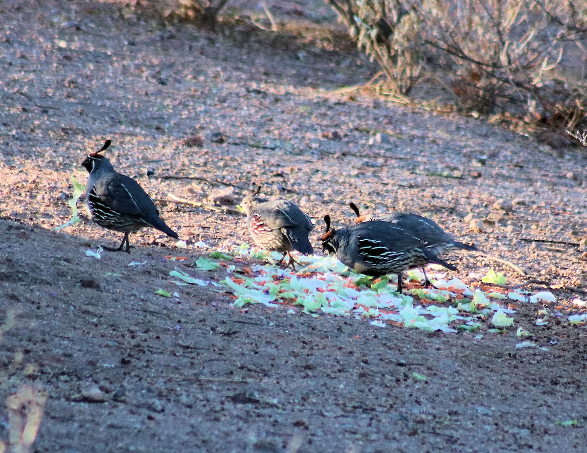 Gambel's Quail - ML81520771