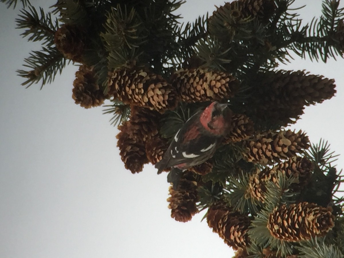 White-winged Crossbill - ML81521871