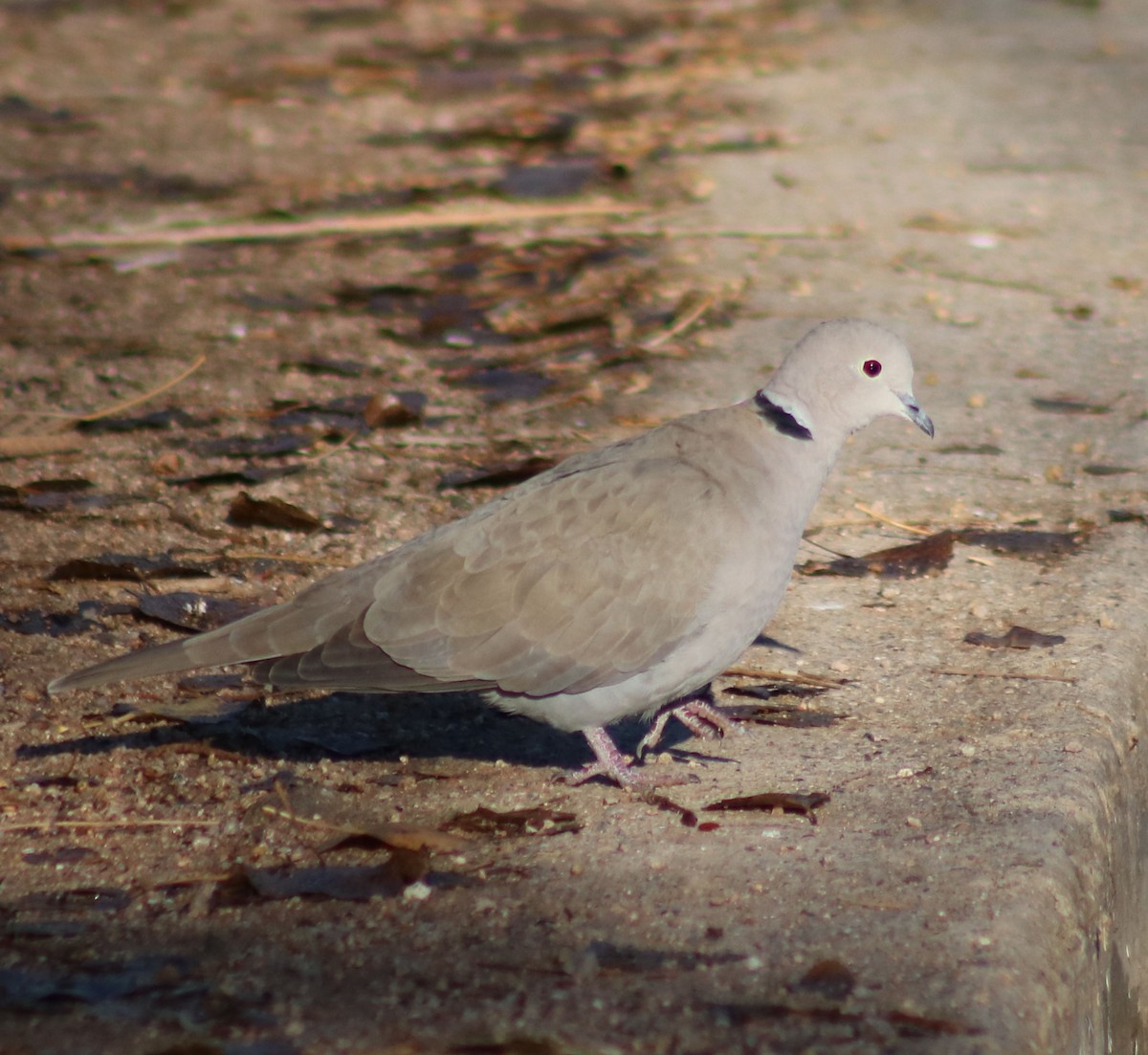 Eurasian Collared-Dove - ML81522541