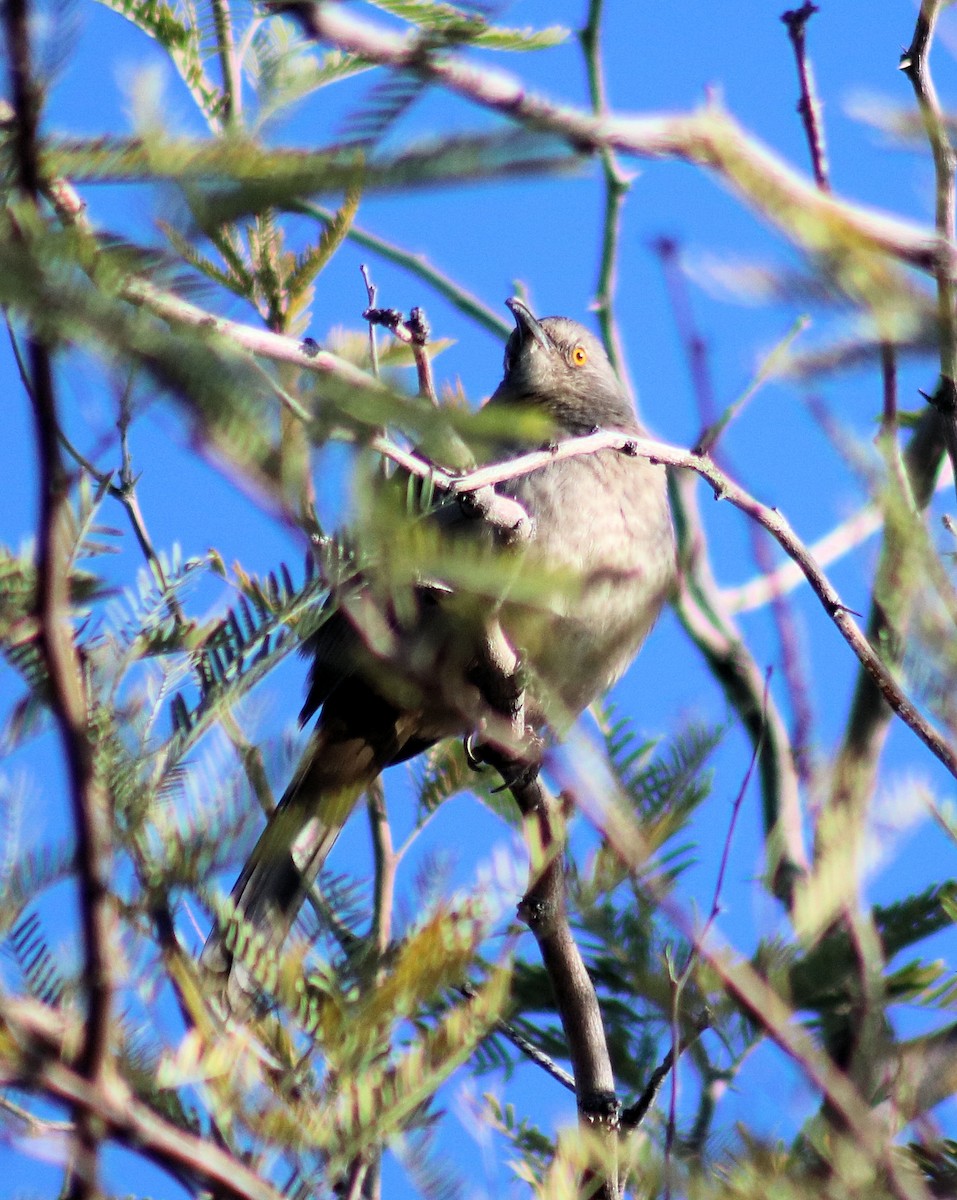 Bendire's Thrasher - ML81523021