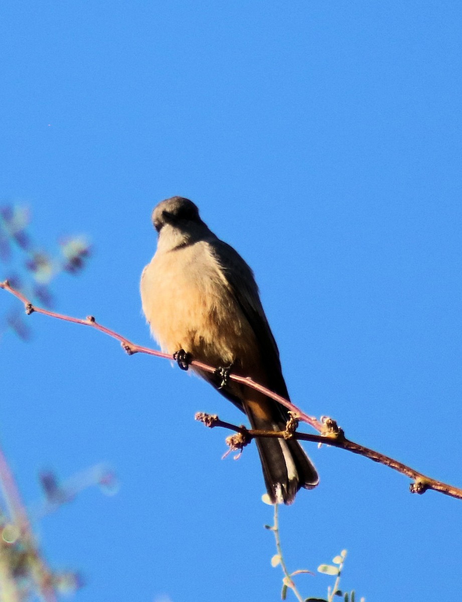 Mosquero Llanero - ML81523401