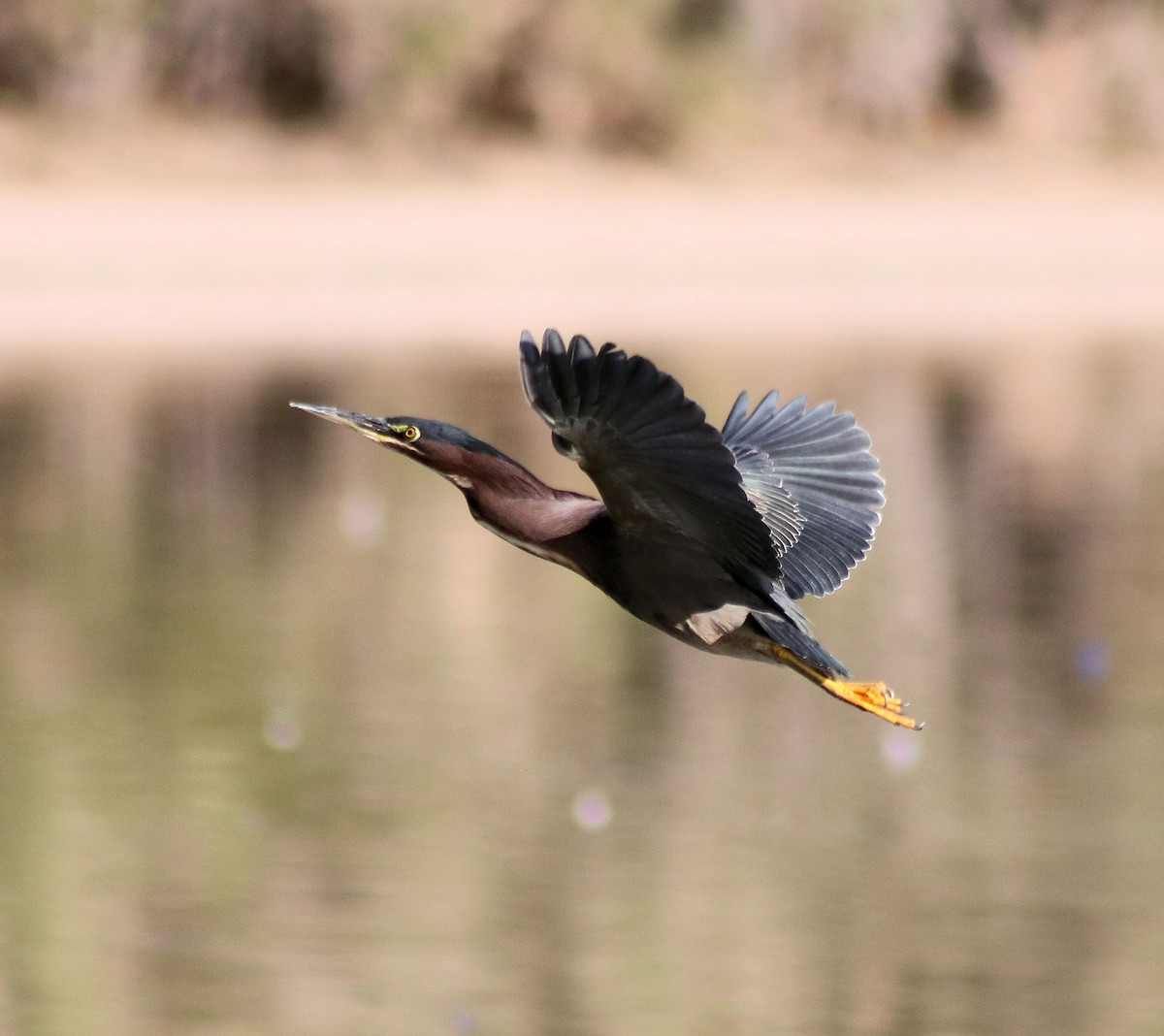 Green Heron - ML81523921