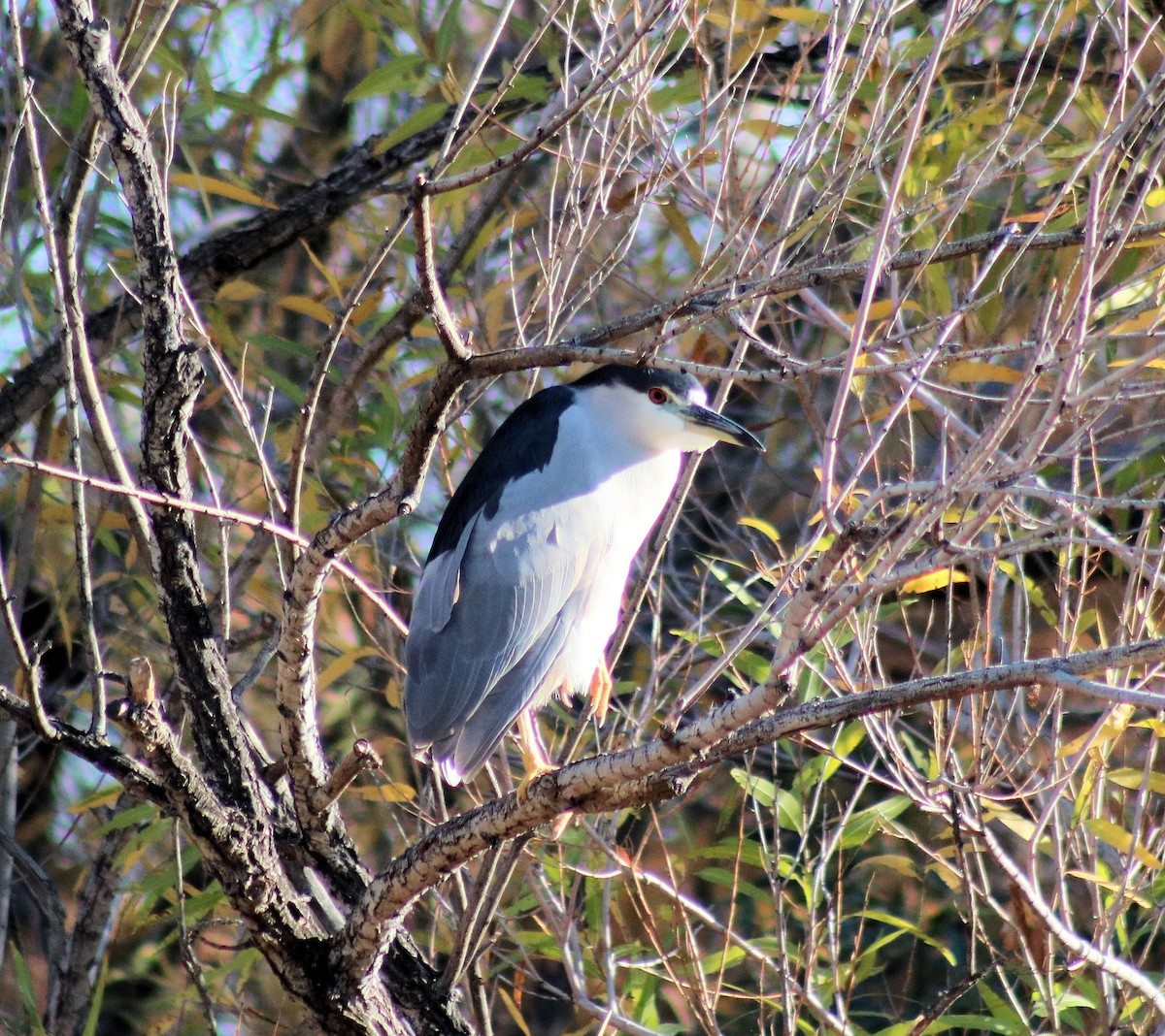 Black-crowned Night Heron - Diana Spangler