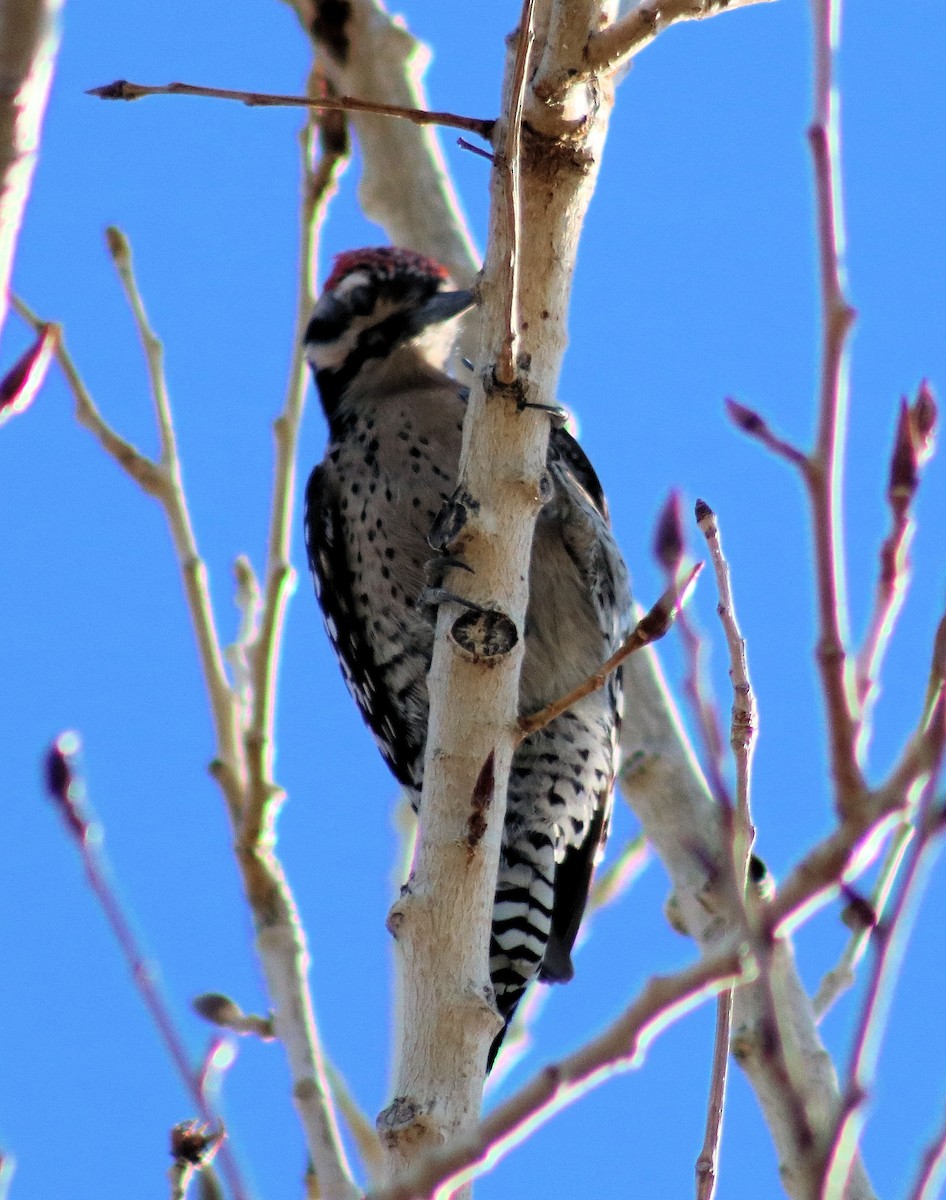 Ladder-backed Woodpecker - ML81524501