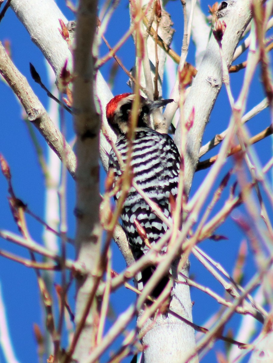 Ladder-backed Woodpecker - ML81524511