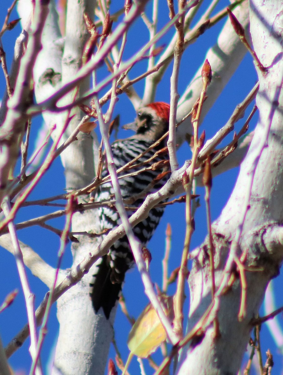 Ladder-backed Woodpecker - Diana Spangler