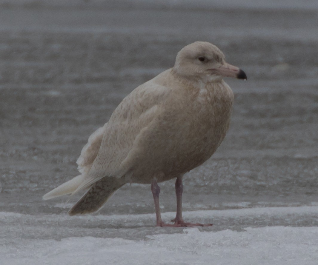 Glaucous Gull - ML81524581