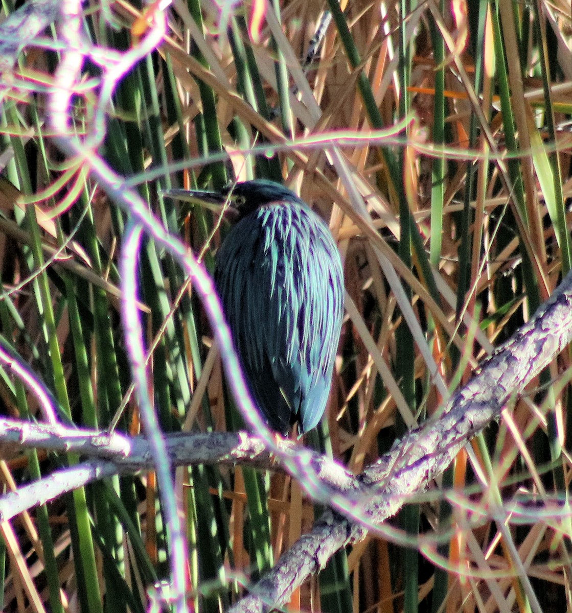 Green Heron - ML81526111