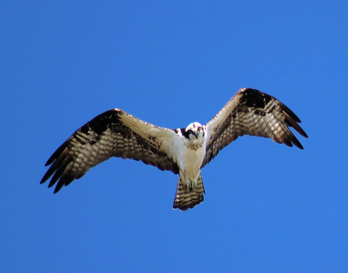 Águila Pescadora - ML81526381